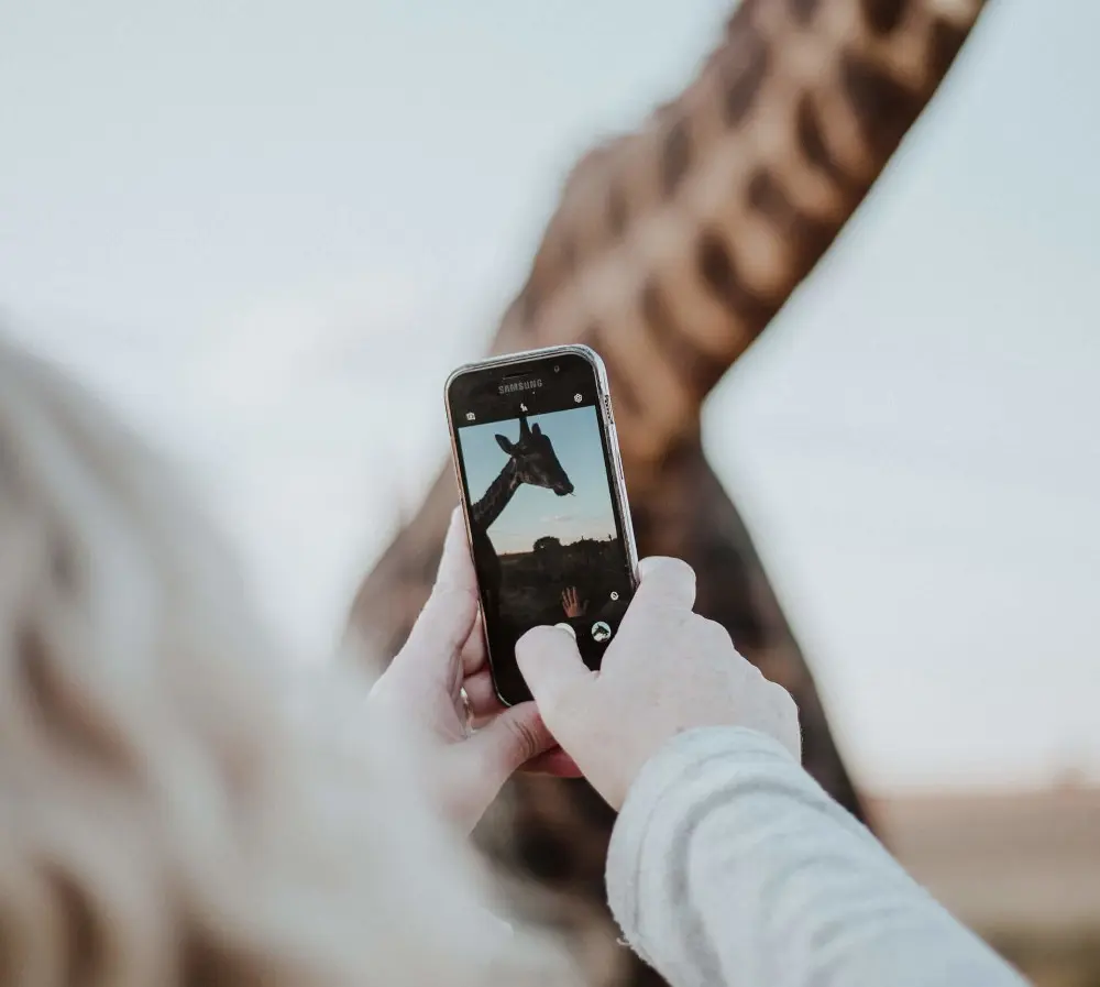 Person macht Foto von einer Giraffe
