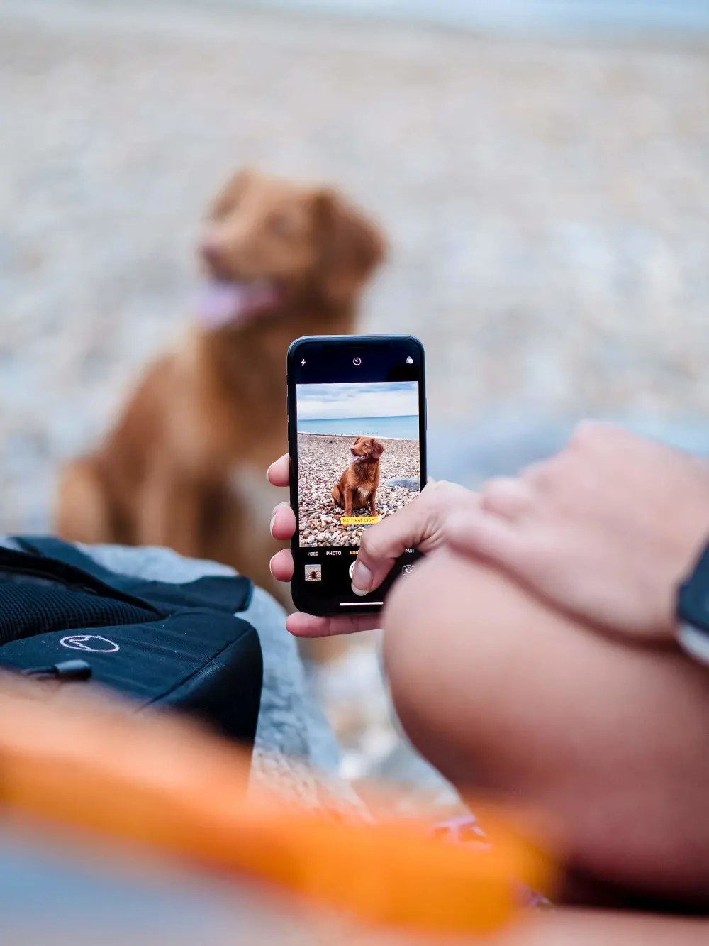 Foto vom Hund am Strand
